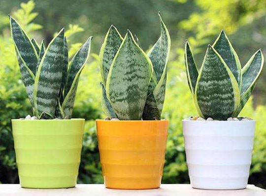 武漢新房裝修放什么植物好？