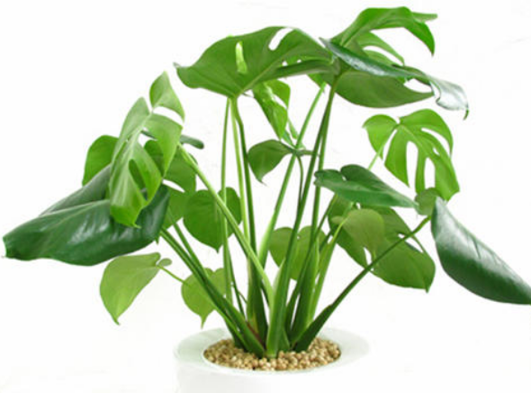 武漢裝修植物龜背竹