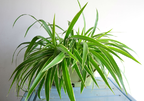 植物吸收甲醛吊蘭