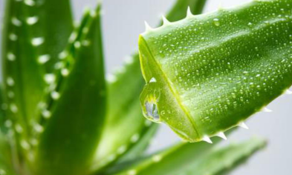 什么植物吸收甲醛最好？植物真的能吸收甲醛嗎